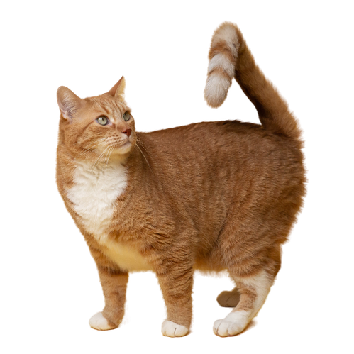 Gato em tratamento veterinário